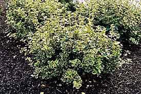 Euonymus, Canadale Gold #2 Container