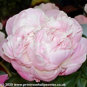 Paeonia, Nick Shaylor #2 Container