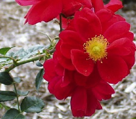 Rose, Climbing Ramblin Red #2 Container