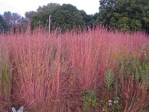 Andropogon, Red October #1 Container