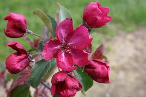 Crabapple, Red Barron #15 Container