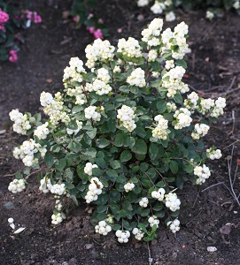 Snowberry, Galaxy™ #2 Container