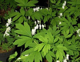 Dicentra, Bleeding Heart White #1 Container