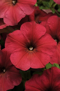Petunia, Easy Wave Berry Velour Flat of 18