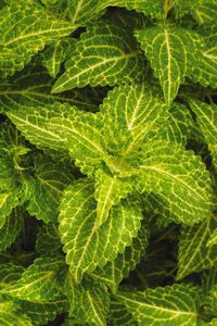 COLEUS ELECTRIC LIME 4.3 IN