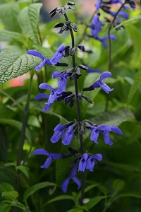 SALVIA BLCK AND BLUE TALL 4.3 IN