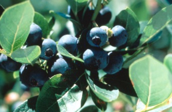Blueberry, Polaris #1 Container