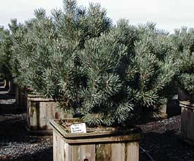 Pine, Beauvronensis #15 Container