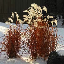 Miscanthus, Flame #3 Container