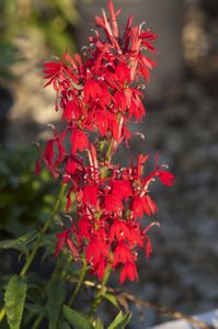 Lobelia, Cardinal Flower #1 Container