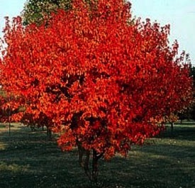 Maple, Amur Flame Clump #10 Container