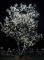 Serviceberry, Autumn Brilliance™ Clump 6' B&B