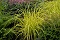 Grass, Carex Bowles Golden #1 Container
