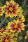 Coreopsis, Enchanted Eve #1 Container