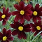 Coreopsis, Red Elf #1 Container