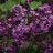 Lilac, Bloomerang Dark Purple #5 Container