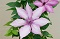 Clematis, Giselle™ #1 Container