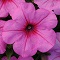 Petunia, Easy Wave® Pink Flat of 18