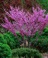 Redbud, Northern Clump #10 Container