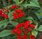 Jatropha, Red Patio Tree 12" Container