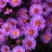 Aster, Wood's Purple #1 Container