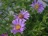 Aster, Wood's Blue #1 Container