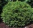 Boxwood, Chicagoland Green #3 Container