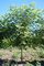 Corktree, Amur Eyestopper™ 2" B&B