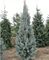 Spruce, Colorado Blue Upright 8' B&B