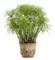 Gr. Cyperus Graceful Grasses Prince Tut 6" Container