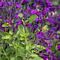 SALVIA VIBE IGNITION PURPLE 6 IN