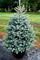 SPRUCE BABY BLUE 8 FT BB