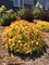 Spirea, Double Play Candy Corn  #2 Container