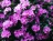 Rhododendron, PJM Compact #2 Container
