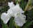Iris, Tall Bearded Immortality #1 Container
