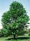 Yellowwood, American #15 Container