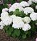 Hydrangea, Invincible Wee White ® #2 Container