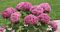 Hydrangea, Invincibelle Mini Mauvette™ #2 Container