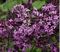 Lilac, Bloomerang Dark Purple Tree #7 Container