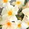 Mandevilla, Sun Parasol® Apricot 9" Container