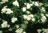 Spirea, Japanese White #2 Container