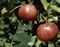 Apple, Chestnut Crabapple #5 Container