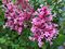 Lilac, Bloomerang® Dwarf Pink #2 Container