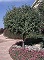 Crabapple, Lollipop® 1.75" B&B