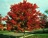 Maple, Red Sunset® 2" B&B