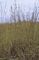 Grass, Andropogon gerardii Flat of 36-2"
