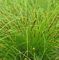 Grass, Carex vulpinoidea Flat of 36-2"
