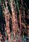 Grass Schizachyrium scoparium Flat of 36-2"