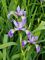Iris versicolor Flat of 36-2"