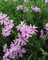 Phlox, Sub Fort Hill 4" Container